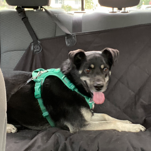 Fundraising Page: Sharon Kennedy-Granger